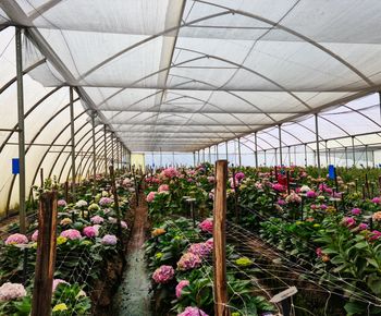 Flower Farm